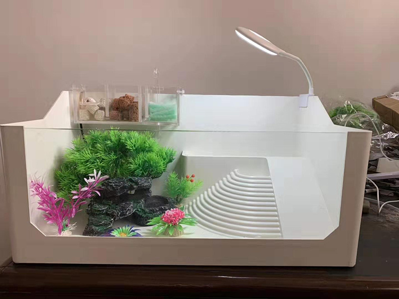 Tank Enrichment: Creating a Stimulating Environment for Your Turtle’s Mental Stimulation插图