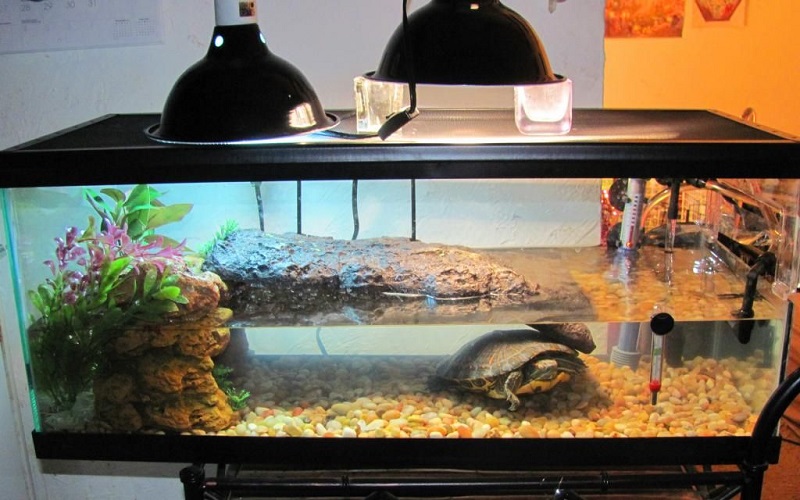 Tank Lighting 101: The Importance of UVB and Heat Lamps for Your Turtle’s Health插图
