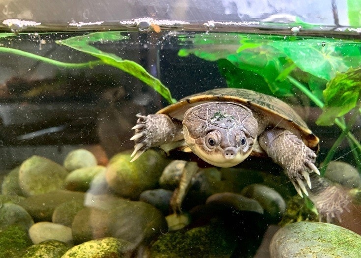 1Decorating the Turtle Tank: Choosing Safe and Engaging Accessories for Your Turtle’s Habitat插图