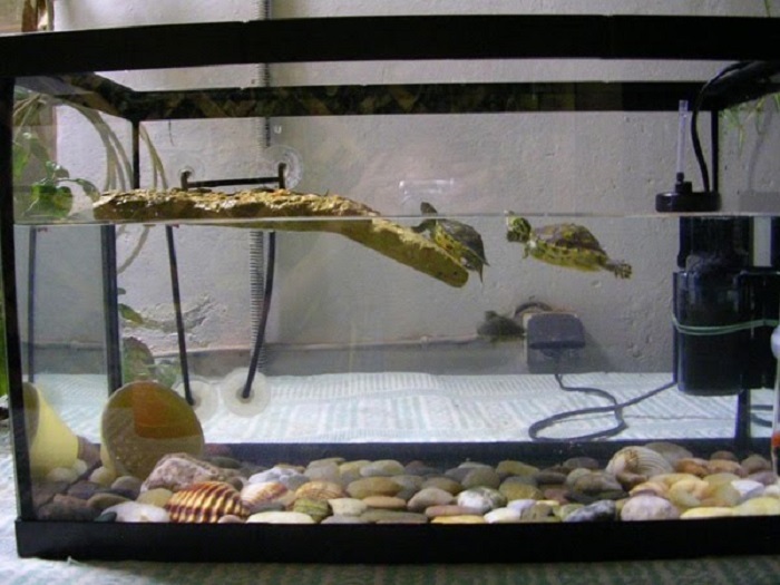 Understanding Turtle Behavior: Insights into Your Aquatic Companion’s Actions插图