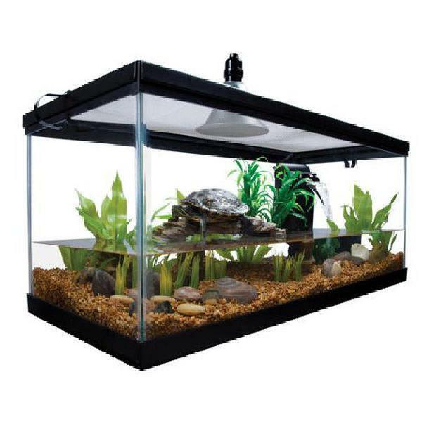 Troubleshooting Turtle Tank Woes: Algae, Odor, and Temperature Fluctuations Made Easy插图