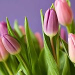 tulip care in vase