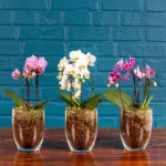 orchid in water vase