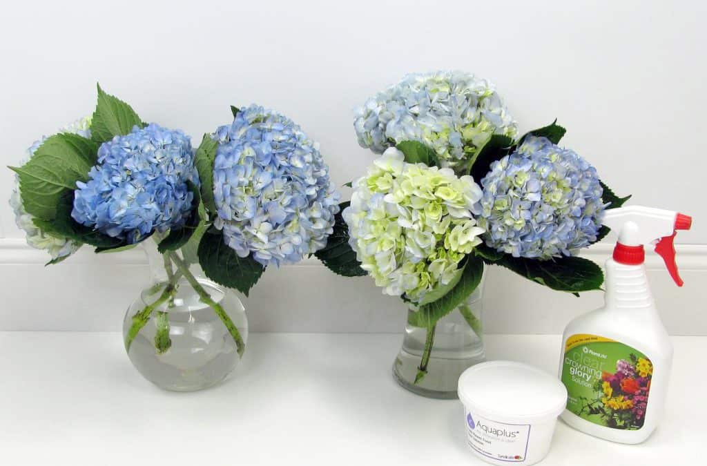 hydrangea care in vase