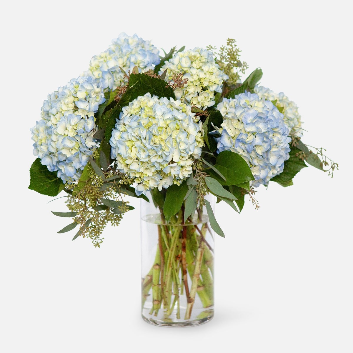 hydrangea care in vase