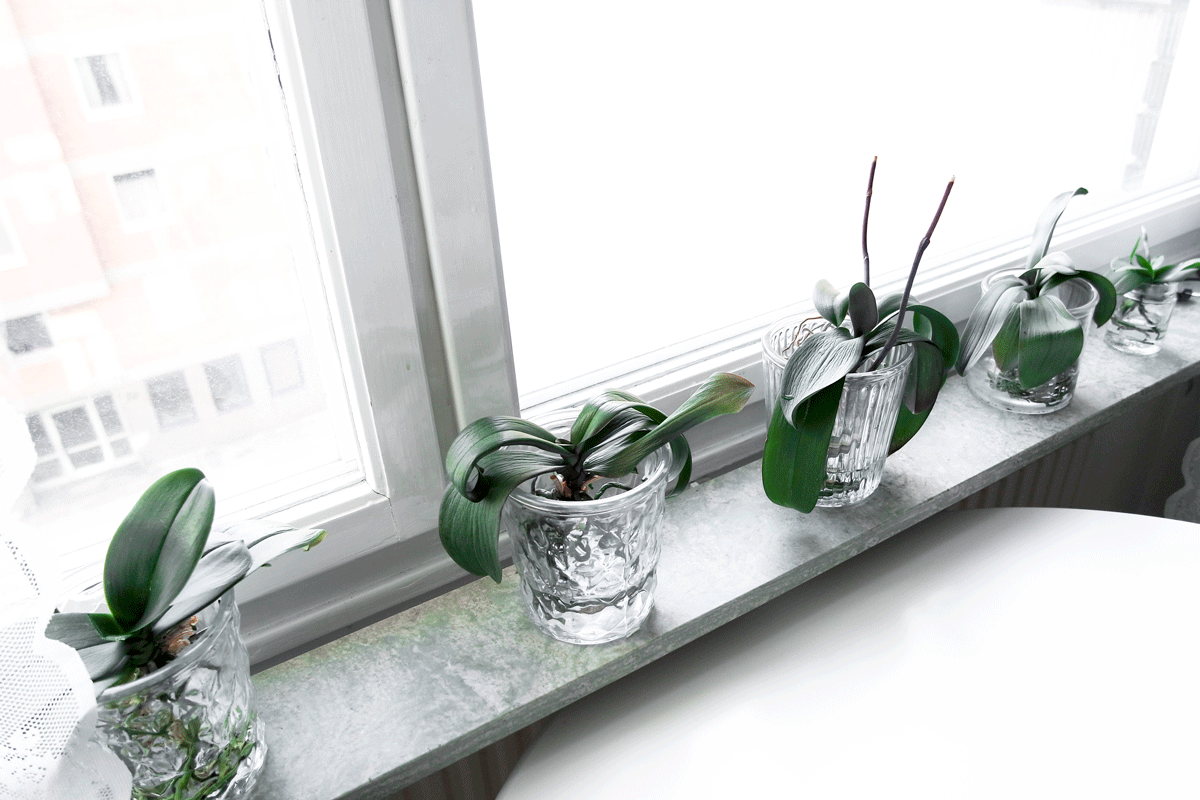 Orchids in Water Vases: A Guide to Effortless Elegance插图2