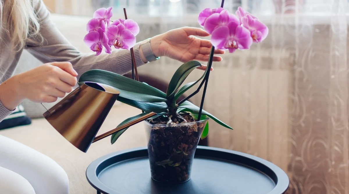 orchid in water vase