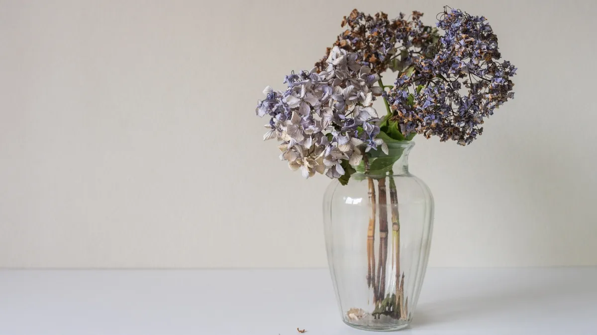 Keeping Hydrangeas Blooming in a Vase – Unveiling the Secrets插图