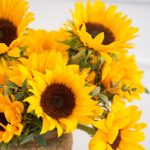 how to revive sunflowers in a vase
