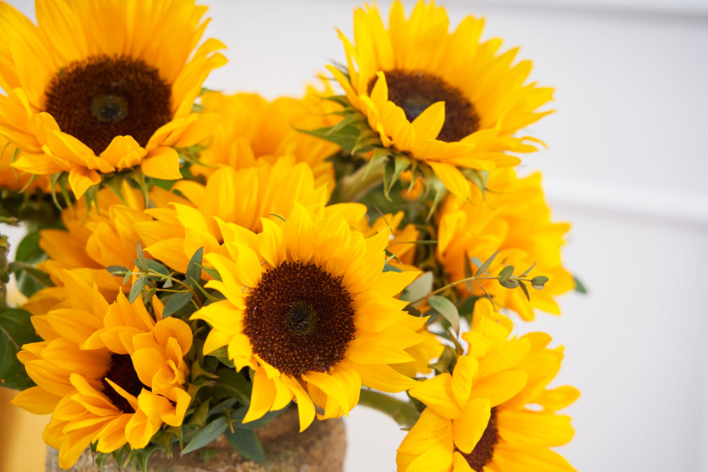 how to revive sunflowers in a vase