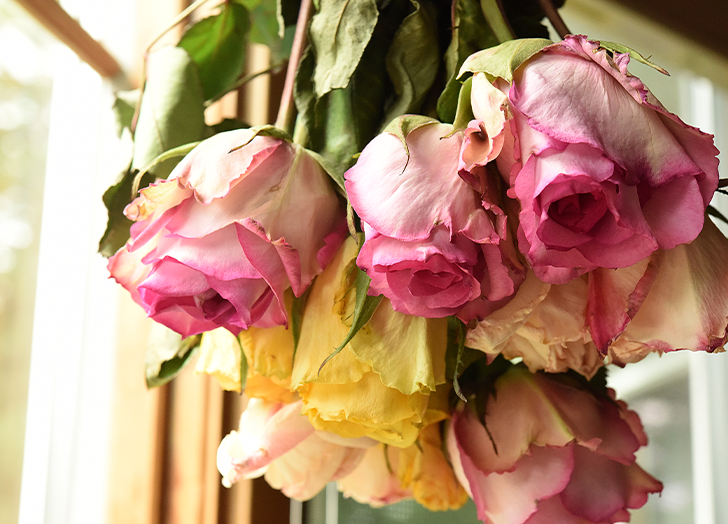 Unveiling the Secrets: How to Preserve Roses in a Vase Like a Pro插图1