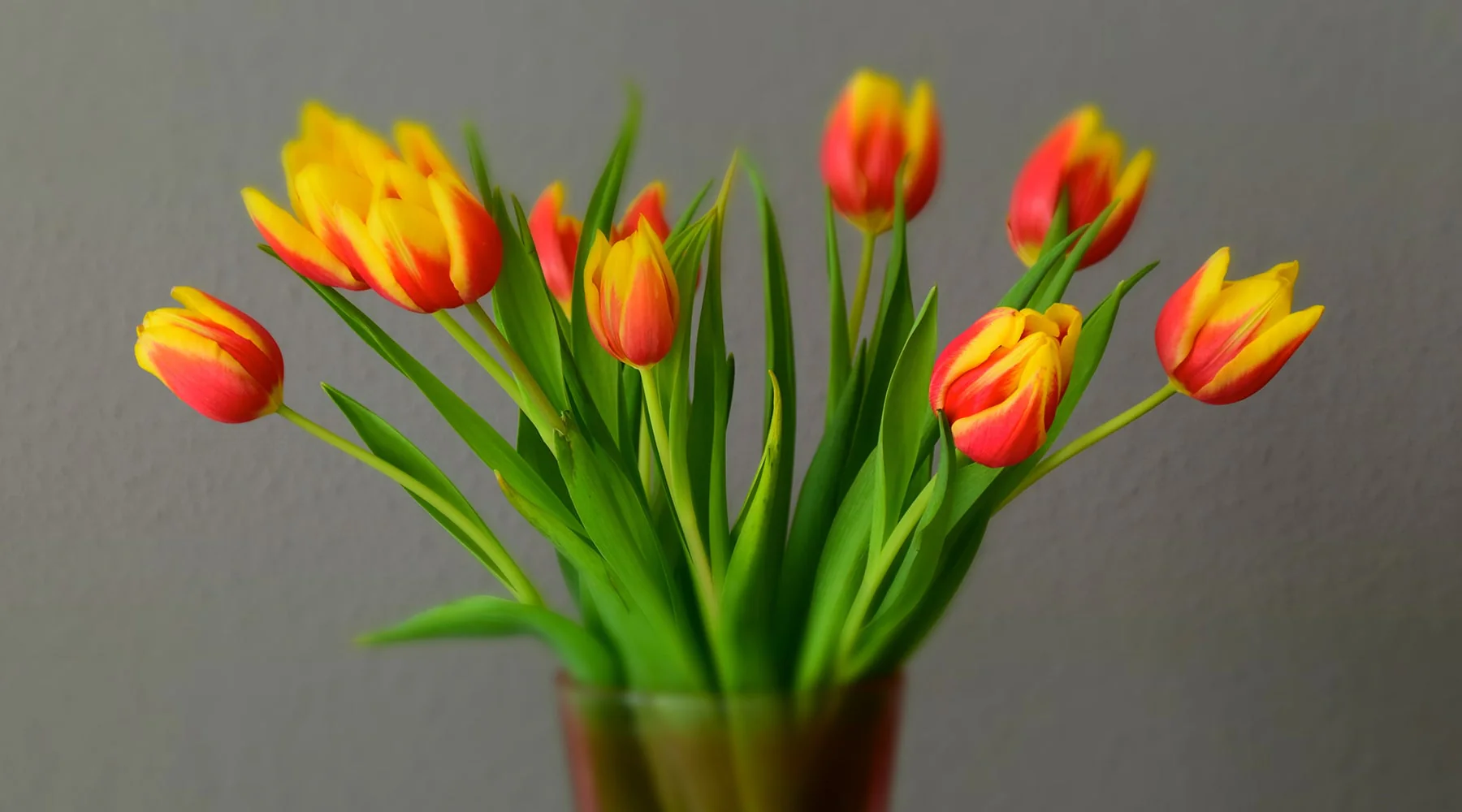 The Enchanting Unfolding: Do Tulips Open Up in a Vase?插图