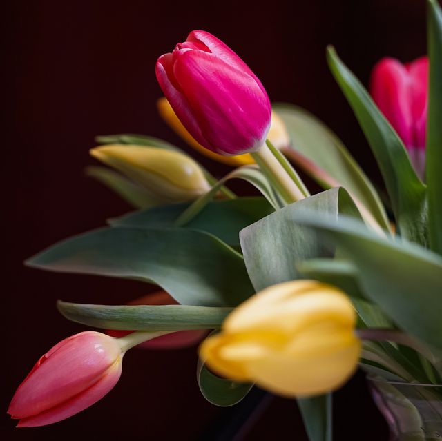 do tulips open up in vase