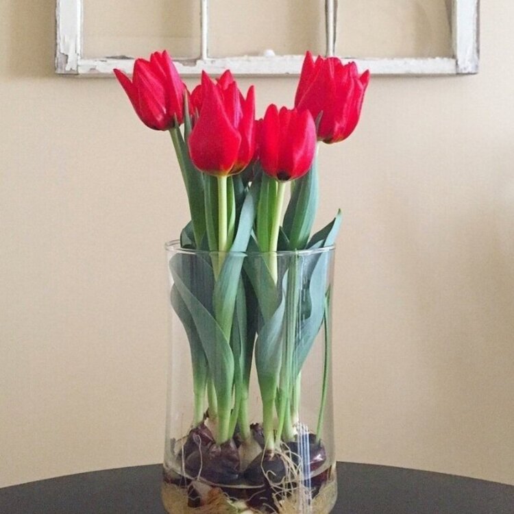 How to take care of tulips in vase