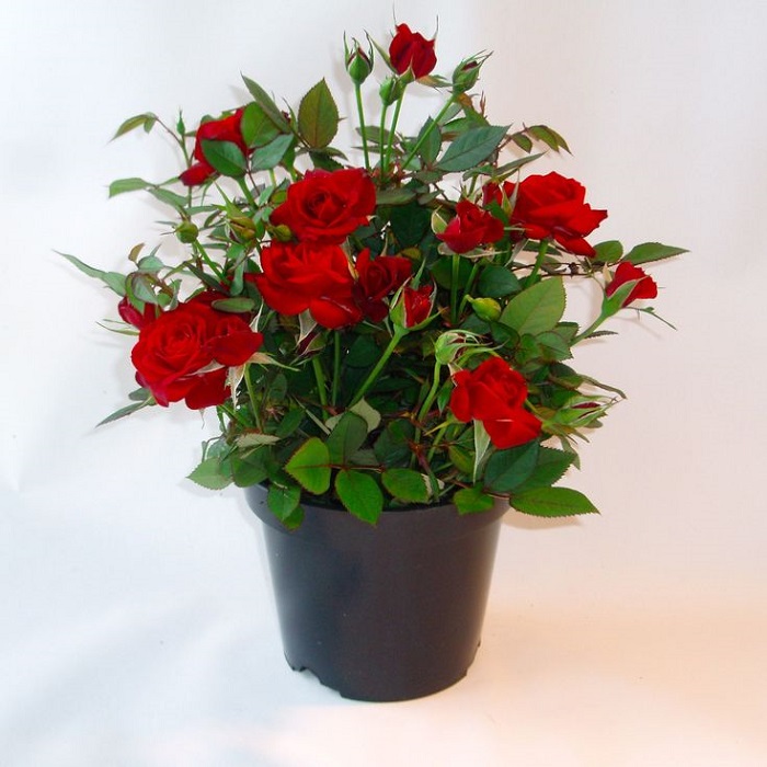 Keep your vase roses vibrant longer 