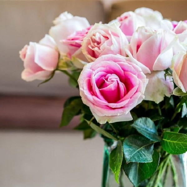 Keep your vase roses vibrant longer 