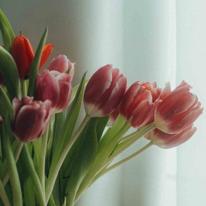 Learn how to take care of flowers in a vase