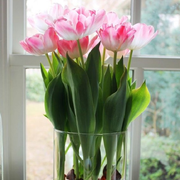  Learn how to put tulips in a vase 