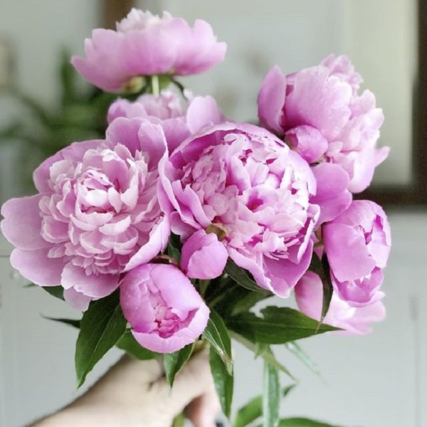 Ensure your vase-held peonies bloom 