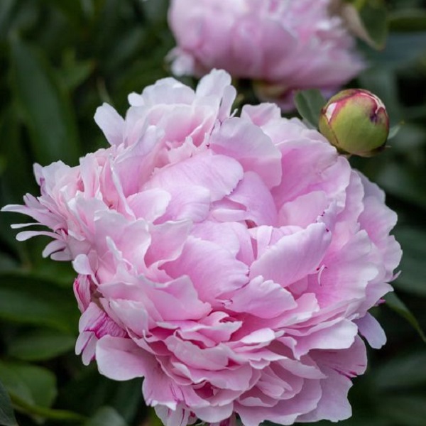 Ensure your vase-held peonies bloom 