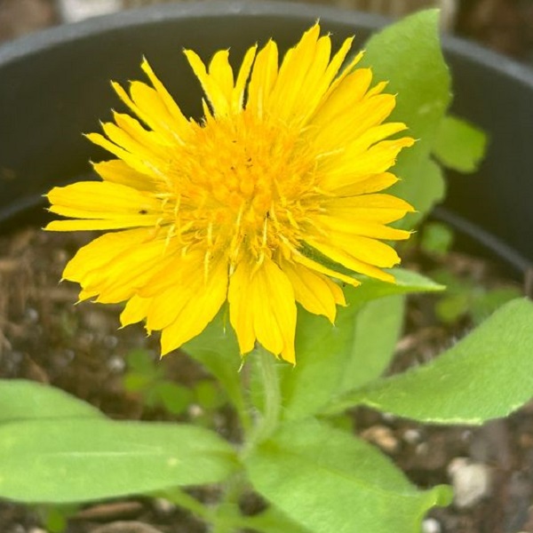 Revive drooping sunflowers with these easy vase tips