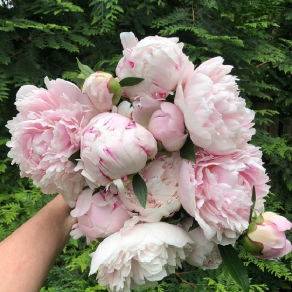 Ensure your vase-held peonies bloom