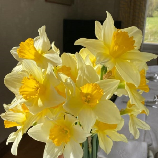 cutting daffodils to create a stunning vase