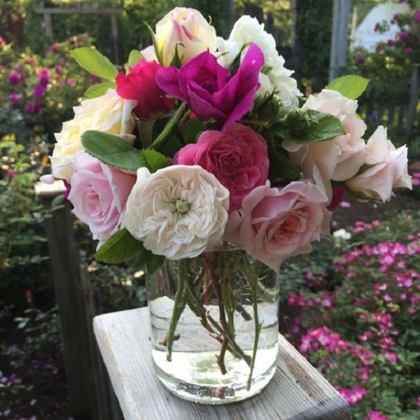 Learn tips and tricks to keep roses alive